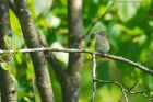 gardenWarbler_brockholes_120523a.jpg