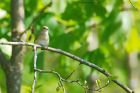 gardenWarbler_brockholes_120523b.jpg