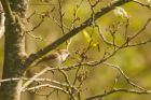 gardenWarbler_brockholes_120523c.jpg