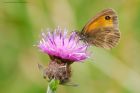 gatekeeper_HB_150823a.jpg