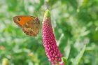 Filename=gatekeeper_gdn_240723c.jpg
Filesize=792KB
Dimensions=1300x867
Date added=Aug 28, 2025 gatekeeper_gdn_240723c.jpg