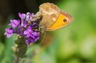 Filename=gatekeeper_gdn_240723d_-_Copy.jpg
Filesize=780KB
Dimensions=1300x867
Date added=Aug 28, 2025 gatekeeper_gdn_240723d_-_Copy.jpg
