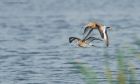 godwits_LM_220921a.jpg