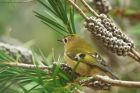 goldcrest_gdn_141122a.jpg