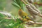 goldcrest_gdn_141122b.jpg