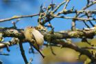 goldcrest_zoo_270323a.jpg