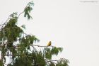 goldenOriole_gite2_210622a.jpg