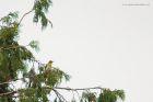 goldenOriole_gite2_210622b.jpg