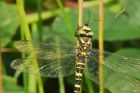 goldenRinged_HB_280723a.jpg