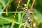 goldenRinged_HB_280723b.jpg