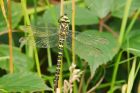 goldenRinged_HB_280723c.jpg