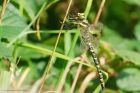 goldenRinged_HB_280723d.jpg