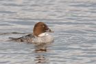 goldeneye_LM_080322b.jpg