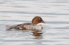 goldeneye_LM_080322c.jpg