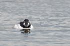 goldeneye_LM_080322e.jpg