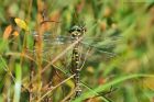 goldenringed_HB_250823a.jpg
