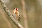 goldfinch_MMWWT_100223a.jpg