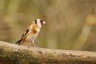 goldfinch_MMWWT_100223b.jpg