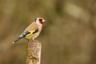 goldfinch_MMWWT_100223c.jpg