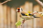 goldfinch_gdn_010522c.jpg