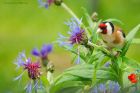 goldfinch_gdn_060622a.jpg