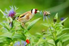 goldfinch_gdn_060622b.jpg