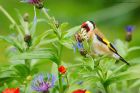 goldfinch_gdn_060622c.jpg