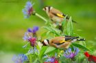 goldfinch_gdn_060622d.jpg