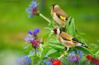 goldfinch_gdn_060622e.jpg