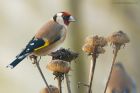 goldfinch_gdn_110122a.jpg