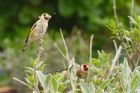 goldfinch_gdn_150422a.jpg