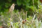 goldfinch_gdn_150422b.jpg