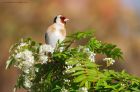 goldfinch_gdn_190522a.jpg