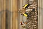 goldfinch_gdn_280623a.jpg