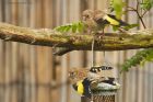 goldfinch_gdn_280623b.jpg