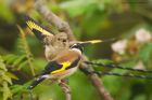 goldfinch_gdn_280623c.jpg