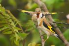 goldfinch_gdn_280623d.jpg