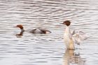 goosander_MSW_020323a.jpg