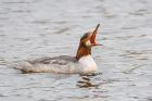 goosander_SP_230222a.jpg