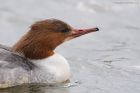 goosander_SP_230222b.jpg