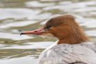 goosander_SP_230222c.jpg