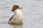 goosander_SP_230222d.jpg