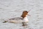 goosander_SP_230222e.jpg