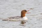 goosander_SP_230222g.jpg