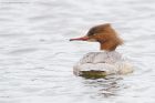 goosander_SP_230222h.jpg