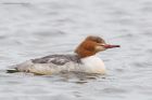 goosander_SP_230222i.jpg