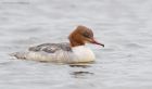 goosander_SP_230222j.jpg