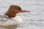 goosander_SP_230222k.jpg