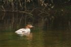 goosander_brockholes_120523a.jpg