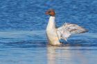 goosander_lunt_180322aa.jpg